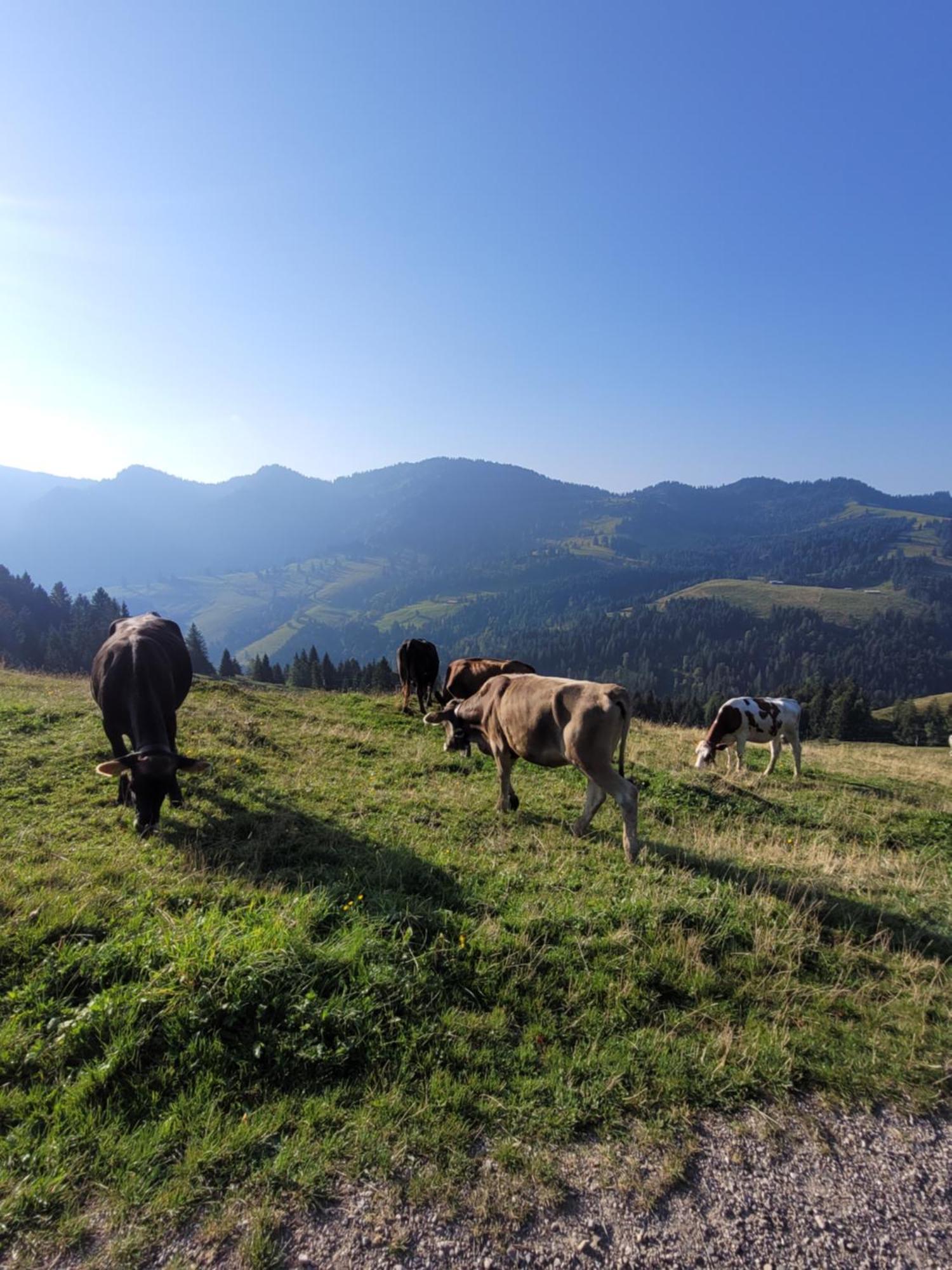 Allgaeublick Daire Wangen im Allgäu Dış mekan fotoğraf