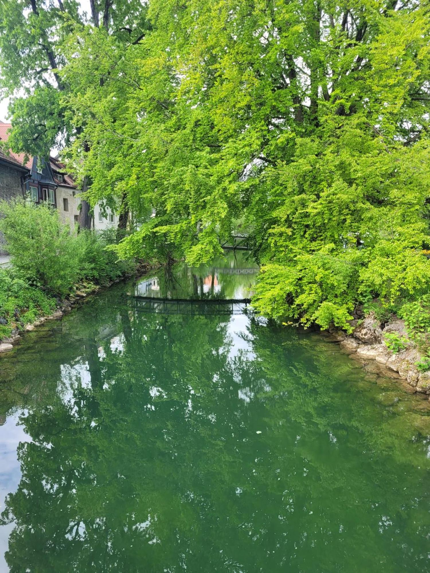 Allgaeublick Daire Wangen im Allgäu Dış mekan fotoğraf